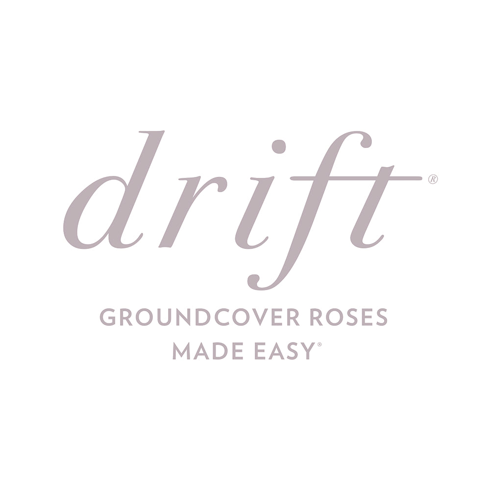 Peach Drift® Rose