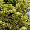 Drummond Norway Maple Tree
