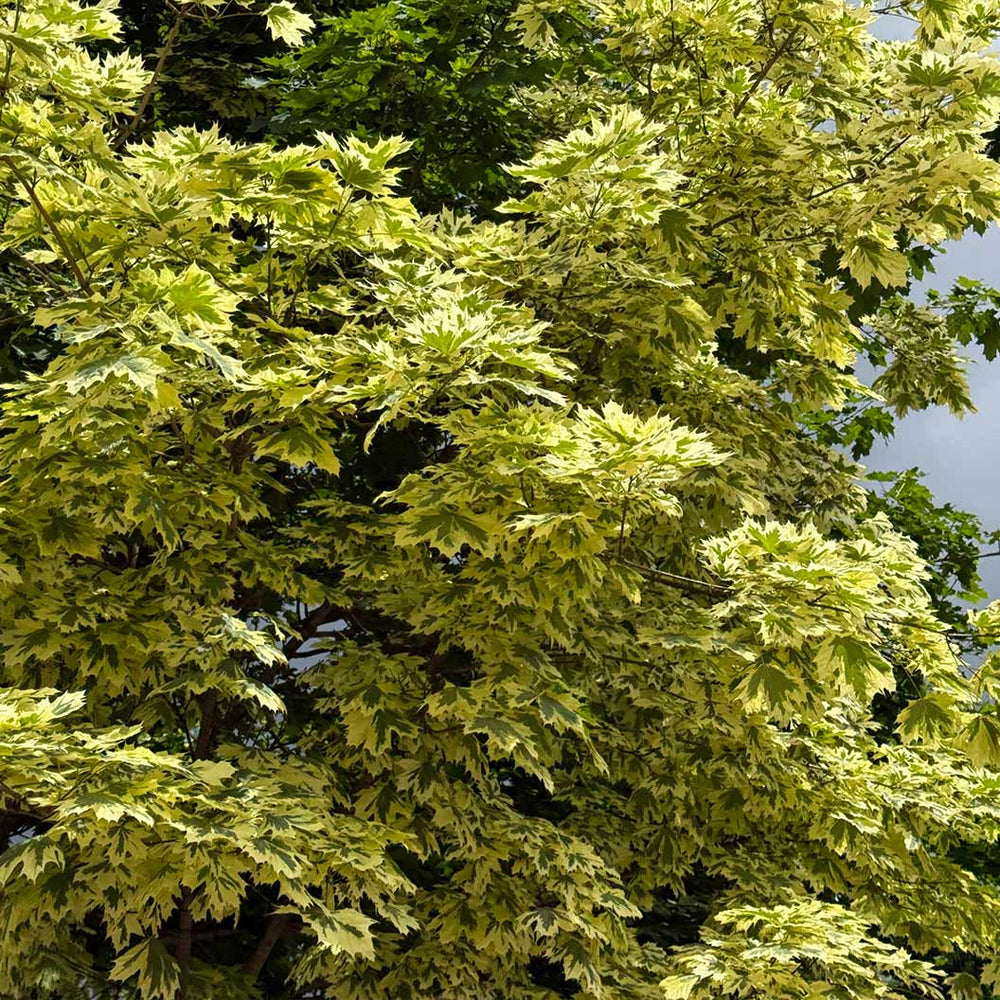 Drummond Norway Maple Tree