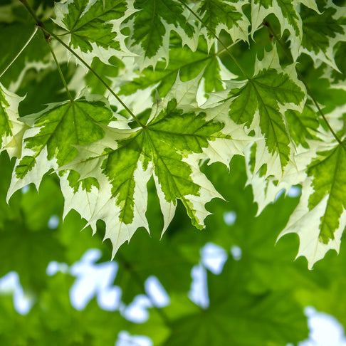 Drummond Norway Maple Tree