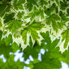 Drummond Norway Maple Tree