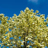 Drummond Norway Maple Tree