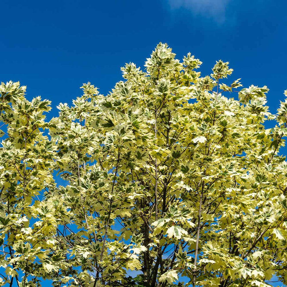 Drummond Norway Maple Tree