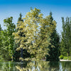 Drummond Norway Maple Tree