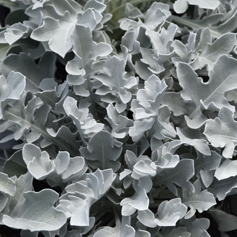 Silver Swirl Dusty Miller Plant