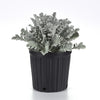 Silver Swirl Dusty Miller Plant