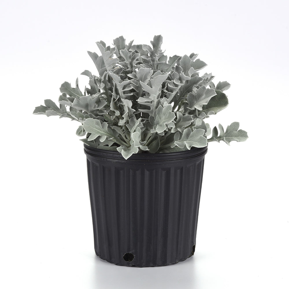 Silver Swirl Dusty Miller Plant