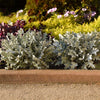 Silver Swirl Dusty Miller Plant