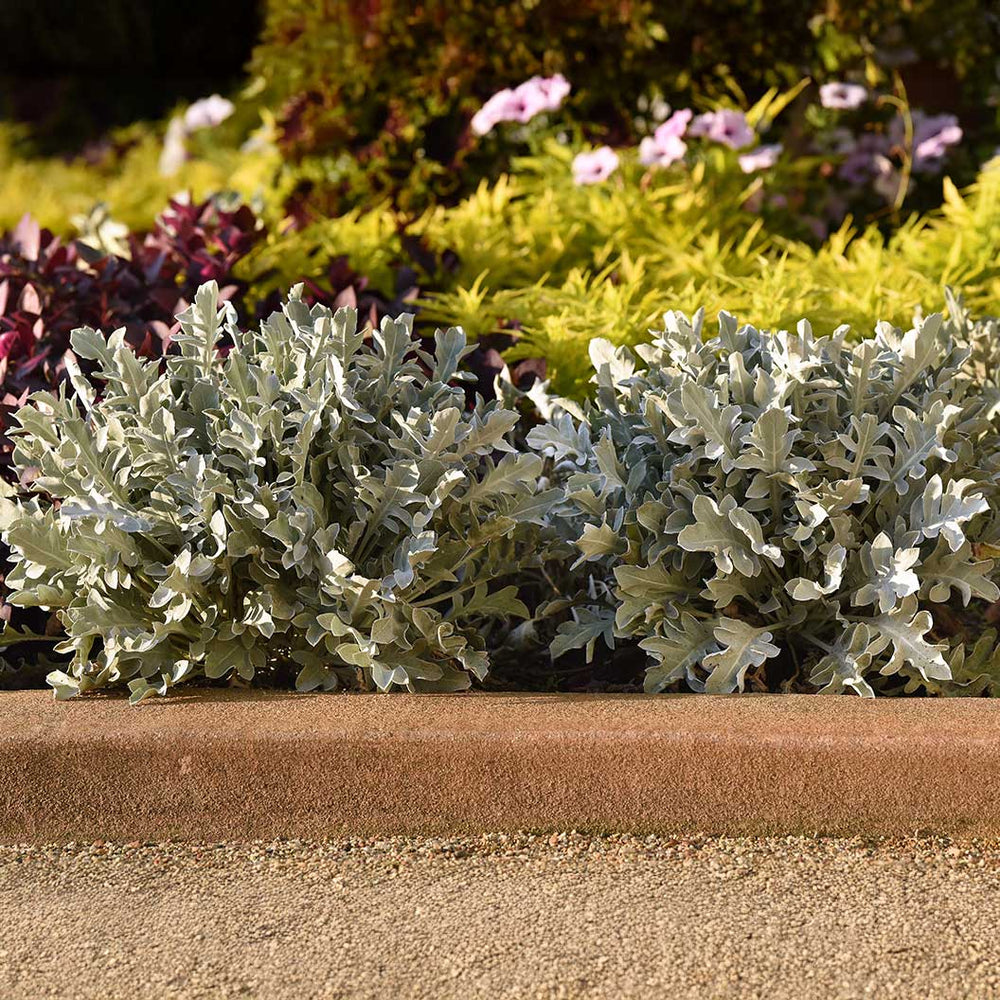 Silver Swirl Dusty Miller Plant