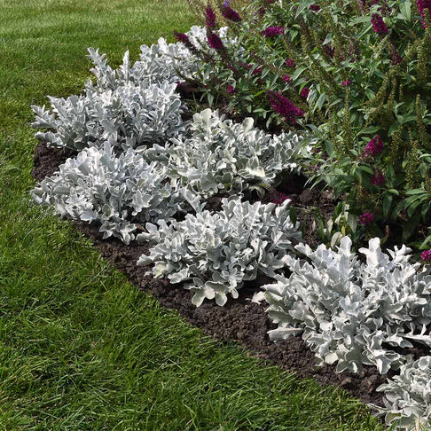 Silver Swirl Dusty Miller Plant
