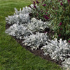 Silver Swirl Dusty Miller Plant