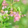 Dwarf Barbados Cherry Shrub