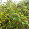 Dwarf Barbados Cherry Shrub