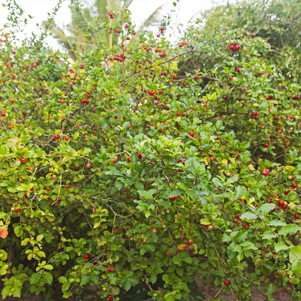 Dwarf Barbados Cherry Shrub