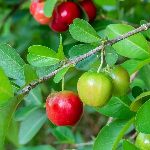 Dwarf Barbados Cherry Shrub