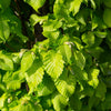 Dwarf Columnar Hornbeam Tree