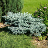 Dwarf Globe Blue Spruce