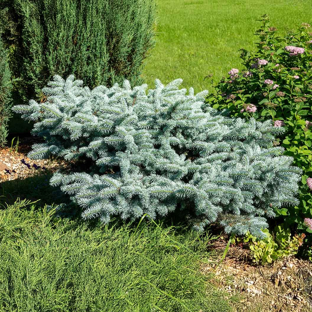 Dwarf Globe Blue Spruce