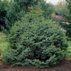 Dwarf Serbian Spruce Tree
