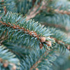 Dwarf Serbian Spruce Tree