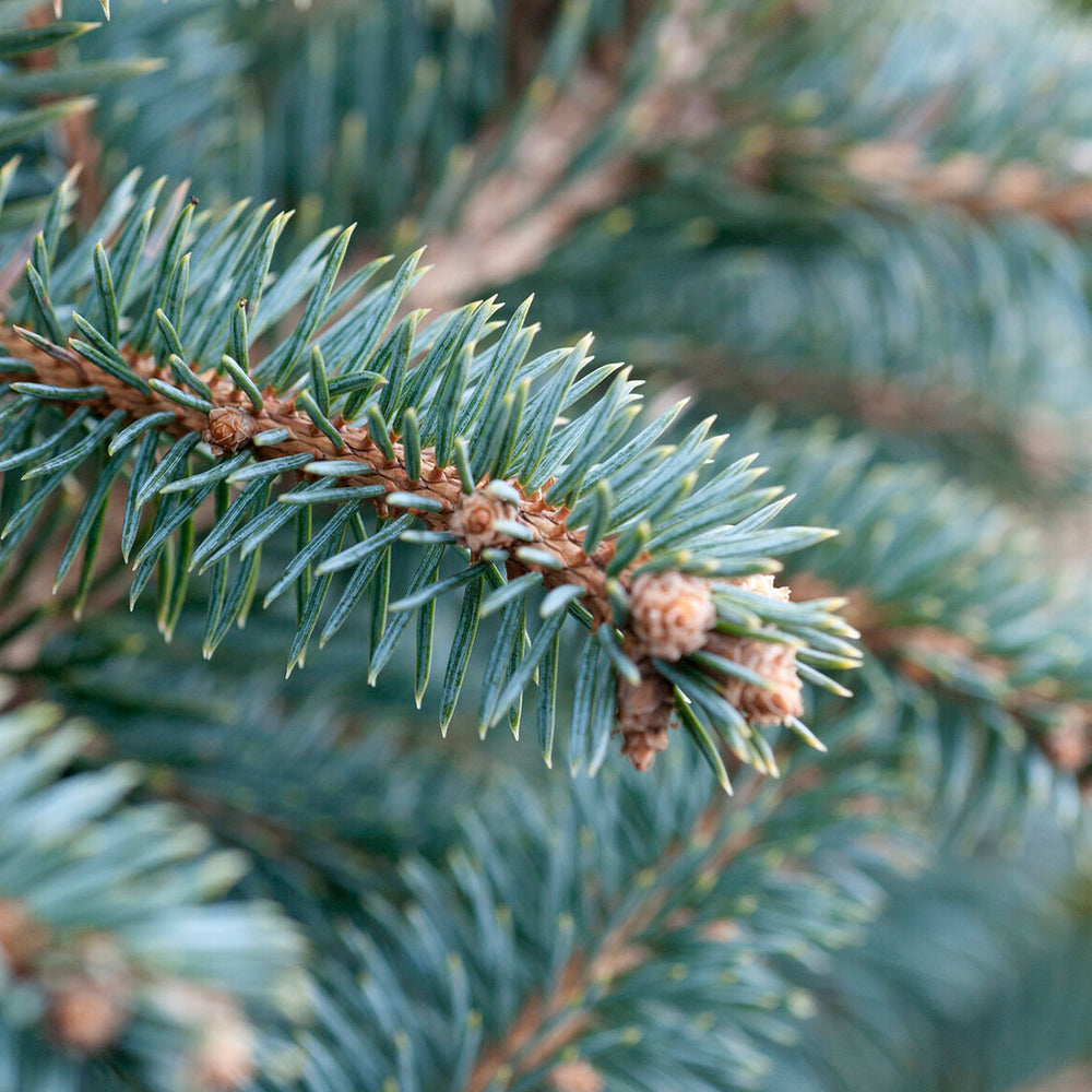 Dwarf Serbian Spruce Tree