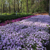 Emerald Blue Creeping Phlox