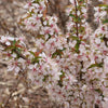 Proven Winners® Easy As Pie™ Cherry Bush