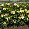 Easy Bee-zy Knock Out® Rose
