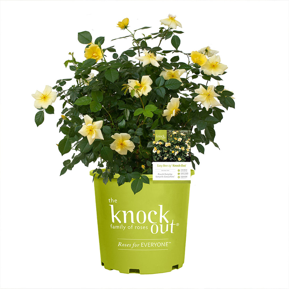 Easy Bee-zy Knock Out® Rose