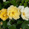 Easy Bee-zy Knock Out® Rose