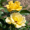 Easy Bee-zy Knock Out® Rose