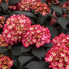 First Editions® Eclipse® Bigleaf Hydrangea Shrub