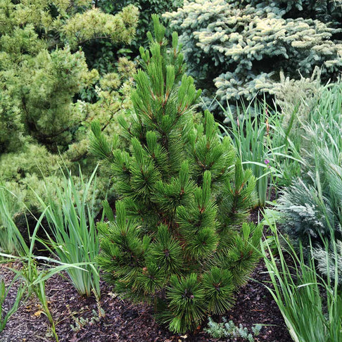 Emerald Arrow Bosnian Pine Tree