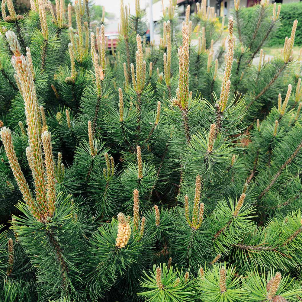 Emerald Arrow Bosnian Pine Tree