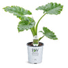 Emerald Isle Alocasia