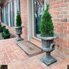 Emerald Squeeze™ Thuja Tree