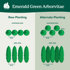 Emerald Green Arborvitae