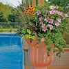 Autumn Twist® Encore® Azalea