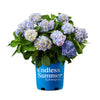 Endless Summer® The Original Reblooming Hydrangea
