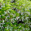 Enkianthus Perulatus Shrub