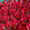 Enkianthus Perulatus Shrub