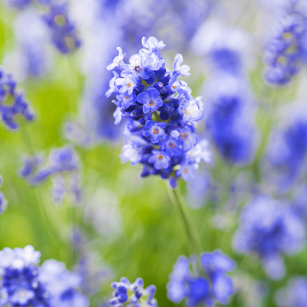 Essence Purple Lavender Plant