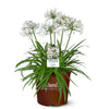 Ever White™ Agapanthus Plant