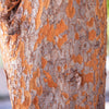 Everclear® Lacebark Elm Tree