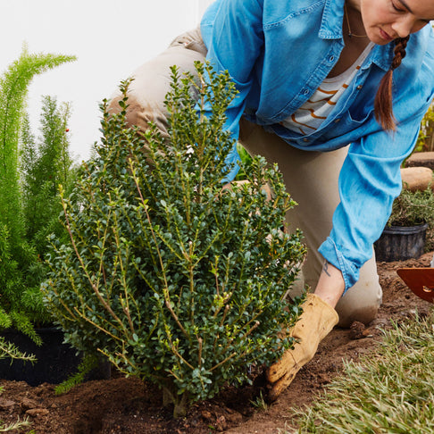 Expert Consultation: Plant Care