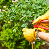 Expert Consultation: Plant Care