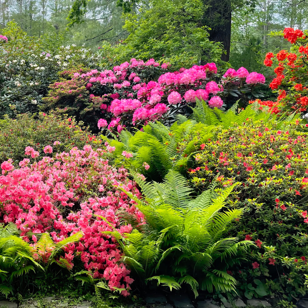 Expert Consultation: Landscape Design