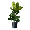Ficus Lyrata Column Plant