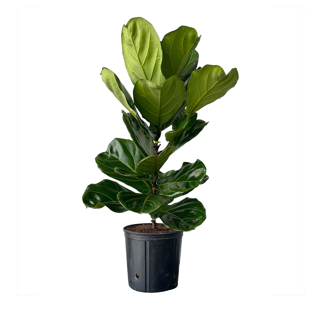 Ficus Lyrata Column Plant