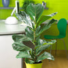 Ficus Lyrata Column Plant
